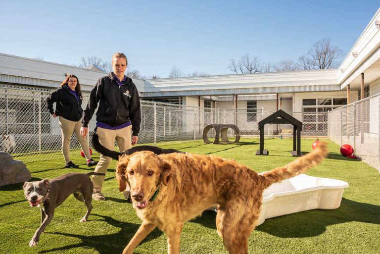 Eastern shore pet resort