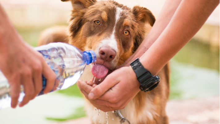 how to take care of dogs during summer